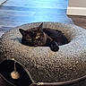 Louie is registered to the contest to win money with this photo: black_cat, cat, pet, animal, cat_bed, donut_bed, cozy, indoor, wooden_floor, pom_pom, feline, relaxed, cute, home, fur, resting, domestic_animal, comfortable, playful, curious