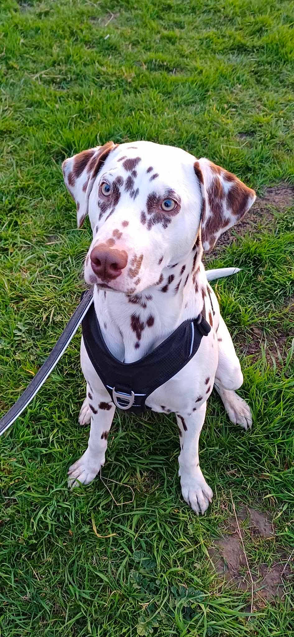 Perle participe au concours pour gagner de l'argent avec cette photo : canidae, carnivore, collar, companion_dog, dog, dog_breed, dog_collar, dog_supply, event, fashion_accessory, fawn, grass, hunting_dog, leash, non_sporting_group, pet_supply, snout, sporting_group, whiskers, working_animal