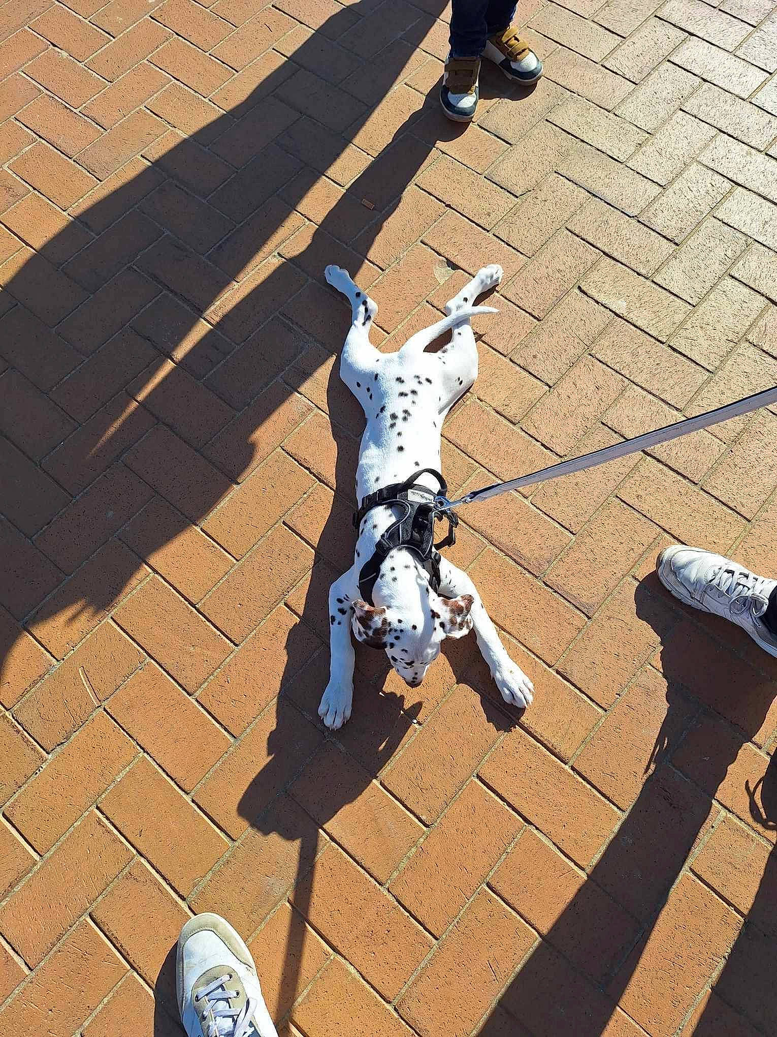 Perle a rejoint le concours — aidez-le/la à gagner de superbes lots ! blue, carmine, city, flooring, font, human_leg, leg, light, pedestrian, road_surface, shadow, shoe, sidewalk, snapshot, sneakers, street, tints_and_shades, walking_shoe, white, wood