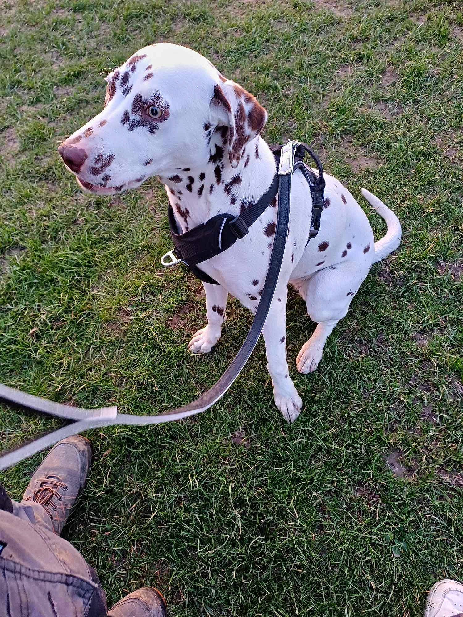 Perle participe au concours pour gagner de l'argent avec cette photo : canidae, carnivore, collar, companion_dog, dalmatian, dog, dog_breed, dog_collar, dog_supply, fawn, grass, hunting_dog, leash, non_sporting_group, pet_supply, snout, sporting_group, tail, working_animal, working_dog