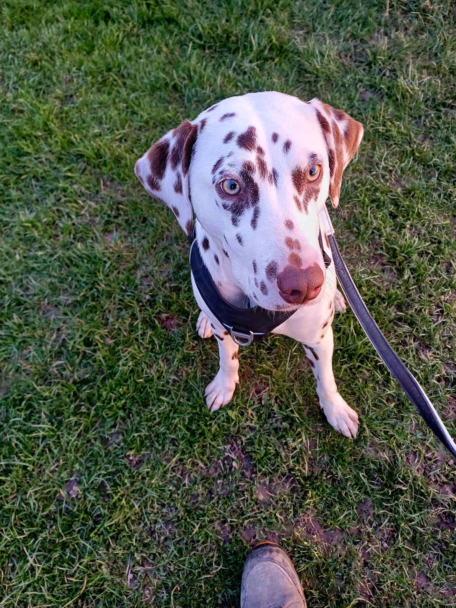 Perle a rejoint le concours — aidez-le/la à gagner de superbes lots ! canidae, carnivore, collar, companion_dog, dog, dog_breed, dog_collar, fawn, foot, grass, non_sporting_group, plant, snout, sporting_group, terrestrial_animal, walking_shoe, working_animal, working_dog