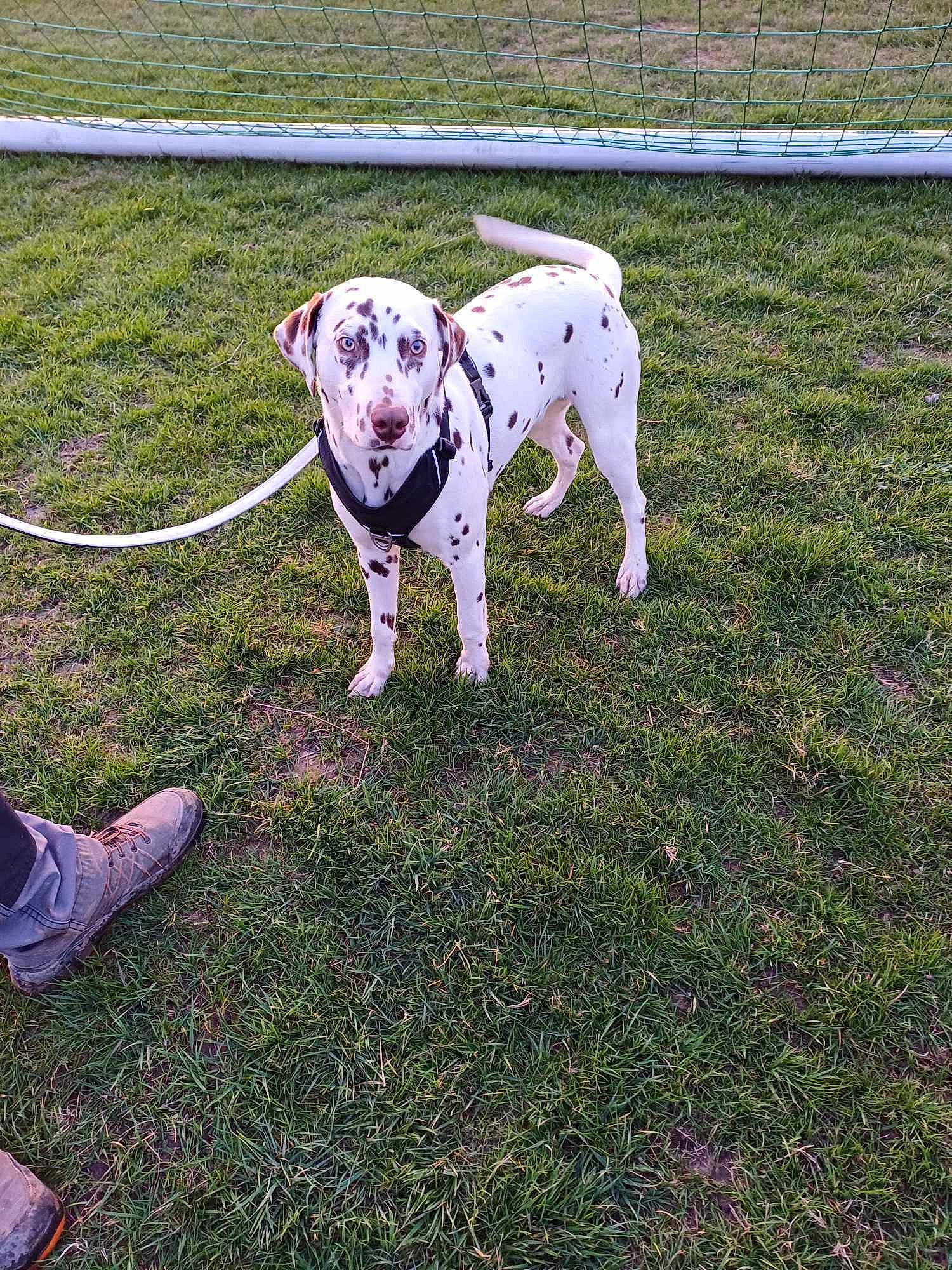 Perle a rejoint le concours — aidez-le/la à gagner de superbes lots ! carnivore, collar, companion_dog, dog, dog_breed, dog_collar, dogo_guatemalteco, fawn, fence, grass, leash, molosser, pet_supply, plant, sandal, snout, sporting_group, tail, working_animal, working_dog