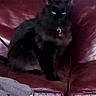 black_cat, cat, indoor, leather_couch, red_couch, towel, gray_towel, bucket, blue_bucket, household, pet, feline, sitting, domestic_animal, fur, collar, tag, phone_screenshot, gallery_icons, clutter