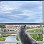 cat, windowsill, river, town, houses, cloudy_sky, trees, window_bars, heart_decorations, outdoor_view, pets, feline, nature, scenic, daylight, building, roof, water, reflection, peaceful