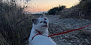 Lohmé a rejoint le concours — aidez-le/la à gagner de superbes lots ! animal, cat, dusk, evening, fur, grass, gray_patch, harness, leash, meowing, nature, outdoor, pet, quiet, rocky_path, scenery, sunset, tail, walking, white_cat