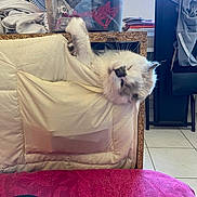 Lohmé participe au concours pour gagner de l'argent avec cette photo : cat, furniture, clothing, fabric, indoor, pet, curious, cozy, home, pocket, fan, folded_clothes, window, chair, tile_floor, relaxed, white_cat, gray_markings, soft_texture, domestic