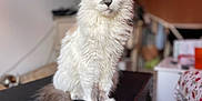 Lohmé a rejoint le concours — aidez-le/la à gagner de superbes lots ! cat, fluffy, white, gray, heterochromia, sitting, indoor, pet, fur, portrait, animal, feline, whiskers, tail, closeup, soft_light, domestic, cute, relaxed, table