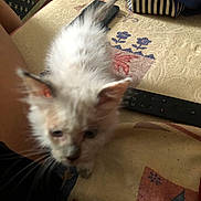 Lohmé participe au concours pour gagner de l'argent avec cette photo : animal, blurry, cat, closeup, curious, cute, ears, fabric, furniture, furry, household, indoor, kitten, pattern, pet, remote_control, small, table, tail, white_fur