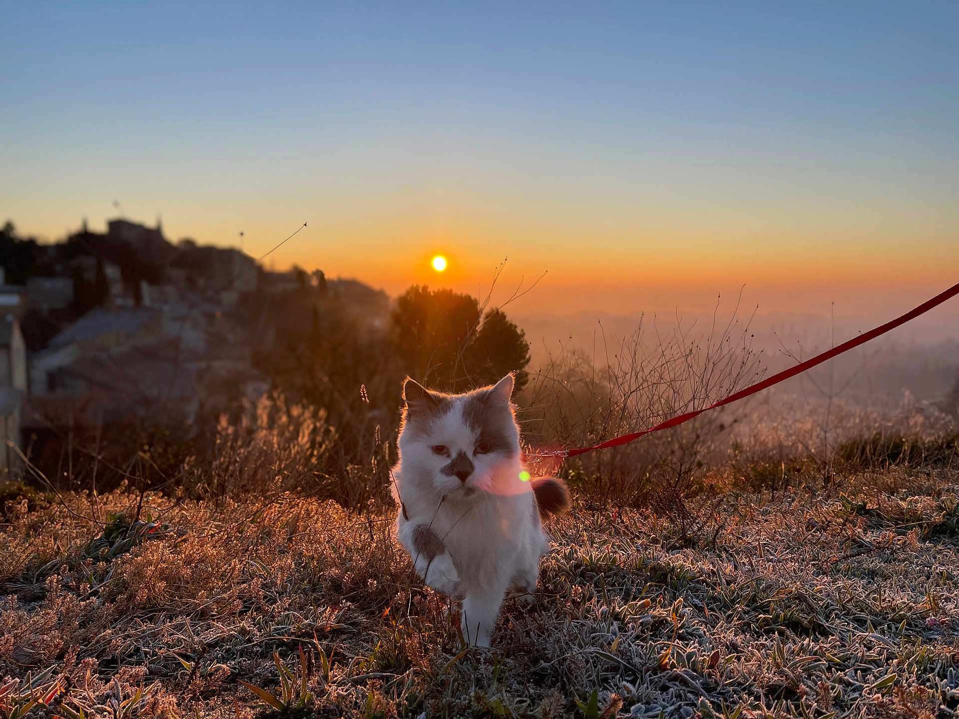 Lohmé participe au concours pour gagner de l'argent avec cette photo : cat, animal, pet, leash, frost, sunrise, outdoor, nature, grass, field, morning, sunlight, walking, mammal, feline, wildlife, cold, scenery, sky, sun
