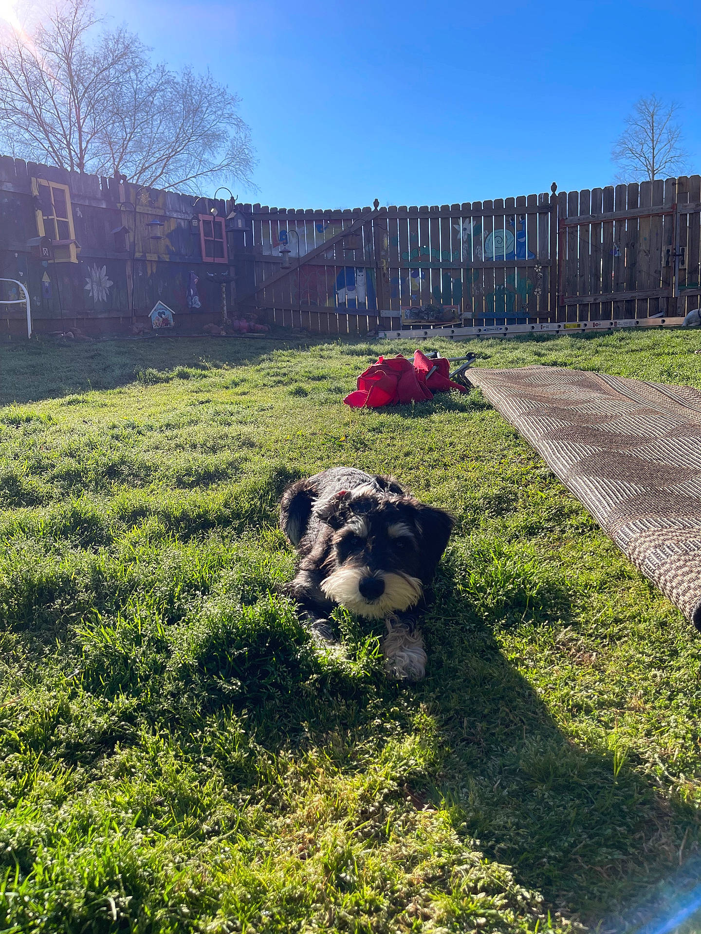 Zeppelin is registered to the contest to win money with this photo: animal, backyard, birdhouse, blue_sky, daytime, dog, fence, fence_painting, grass, lawn, nature, outdoor, pet, red_object, resting, rolled_rug, shadow, sunlight, tree, yard