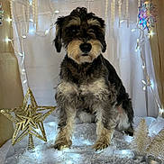 Zeppelin joined the competition — help win amazing prizes! dog, winter, holiday, decorations, lights, star, snow, indoor, cardboard_box, festive, cute, fluffy, pet, small_trees, ornaments, white_background, cozy, portrait, sitting, holiday_scene