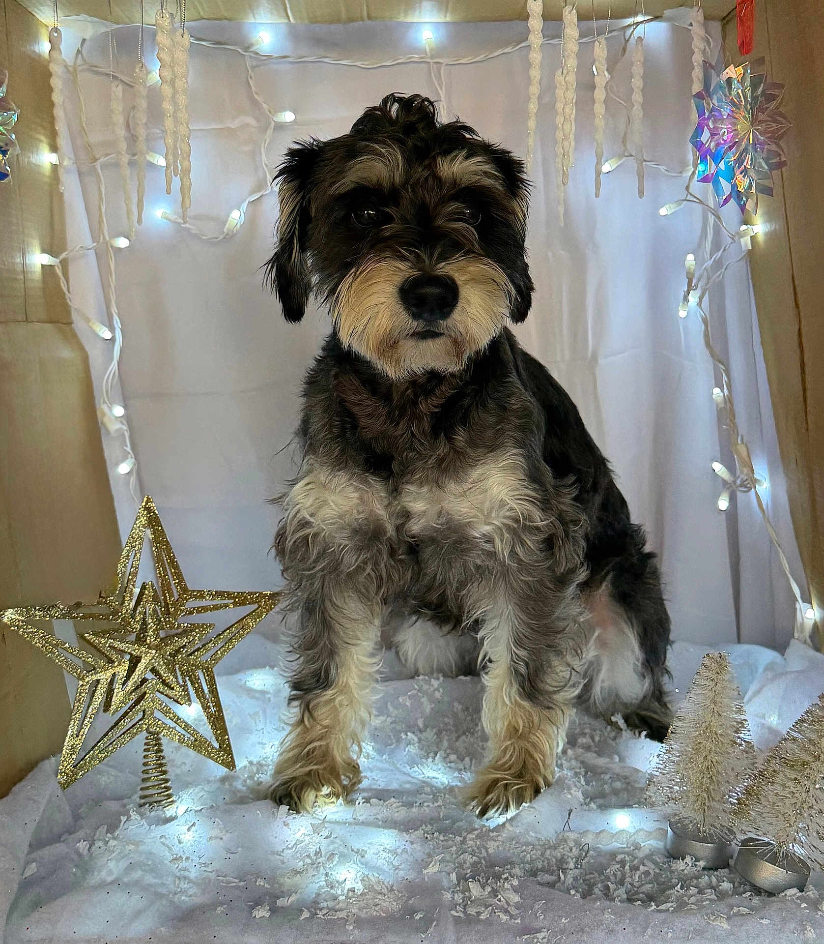 Zeppelin joined the competition — help win amazing prizes! dog, winter, holiday, decorations, lights, star, snow, indoor, cardboard_box, festive, cute, fluffy, pet, small_trees, ornaments, white_background, cozy, portrait, sitting, holiday_scene