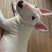 Adrienne a rejoint le concours — aidez-le/la à gagner de superbes lots ! dog, white_dog, indoor, wooden_floor, pet, animal, canine, relaxed, looking_back, ears_up, natural_light, flooring, domestic_animal, companion, cute, laying_down, black_spot, short_hair, dog_nose, portrait