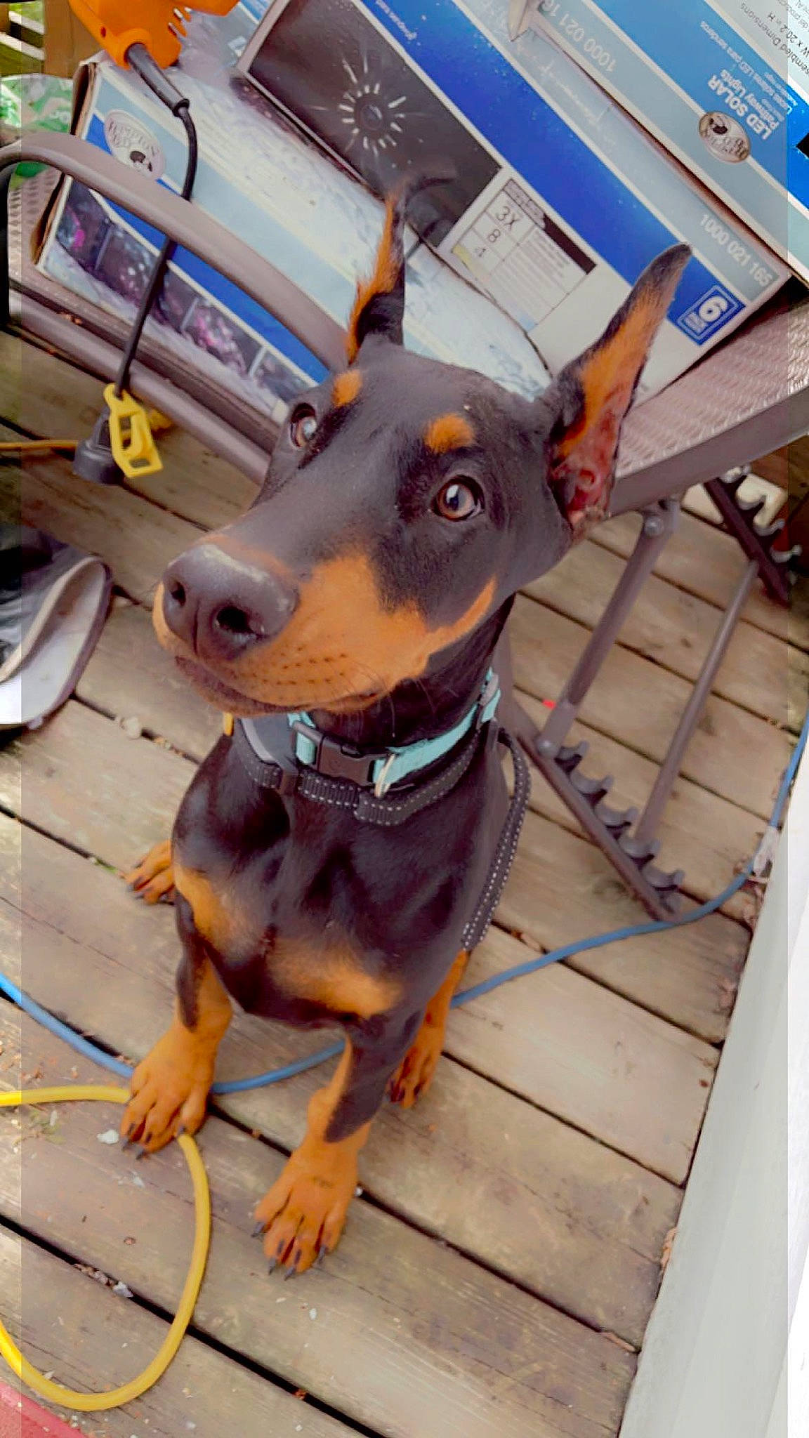 Diesel joined the competition — help win amazing prizes! canidae, carnivore, collar, companion_dog, dobermann, dog, dog_breed, dog_collar, dog_supply, ear, fawn, flooring, liver, pet_supply, snout, sporting_group, toy_dog, whiskers, working_animal, working_dog