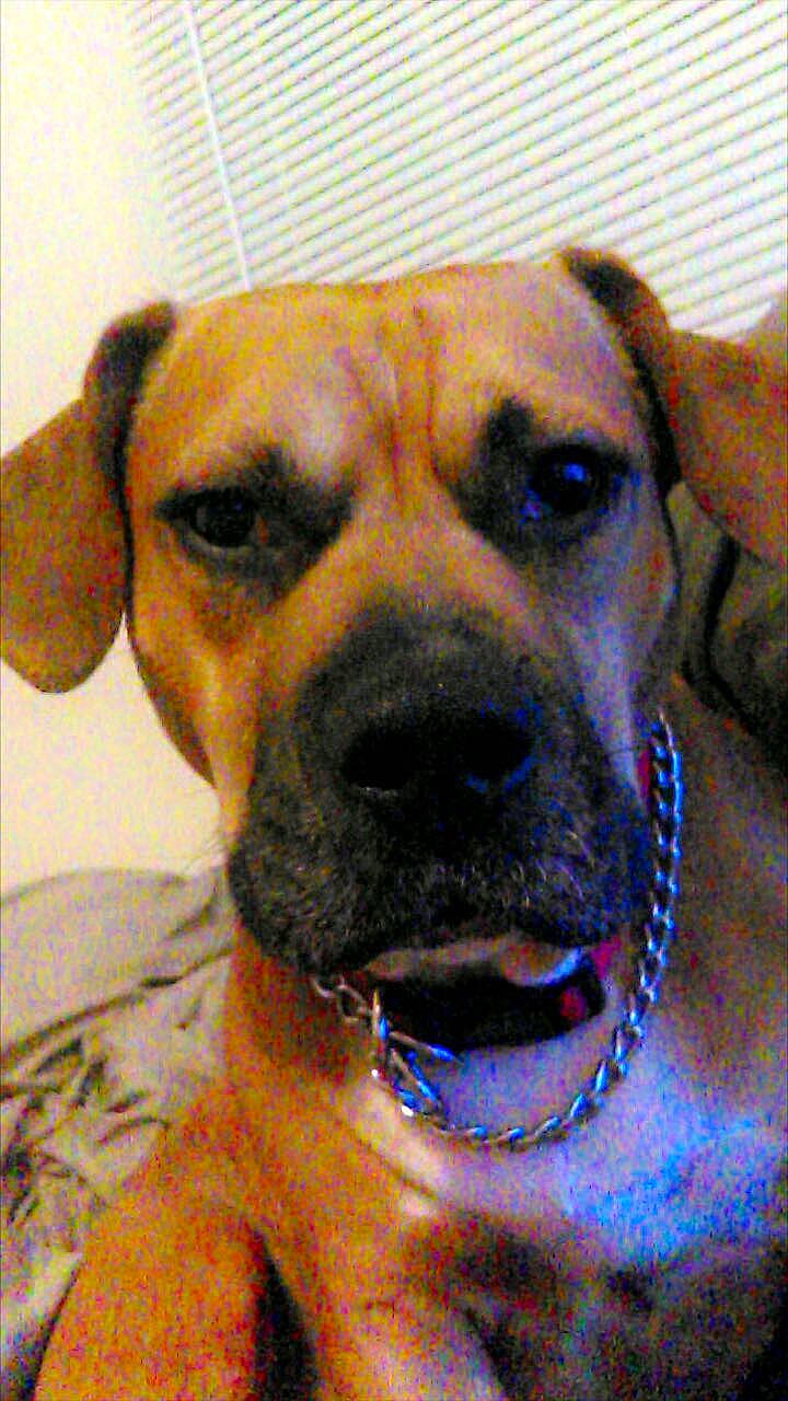 Lj-little John is registered to the contest to win money with this photo: canidae, carnivore, collar, companion_dog, dog, dog_breed, dog_collar, dog_supply, ear, electric_blue, fawn, fur, giant_dog_breed, guard_dog, pet_supply, snout, sporting_group, whiskers, working_animal, working_dog