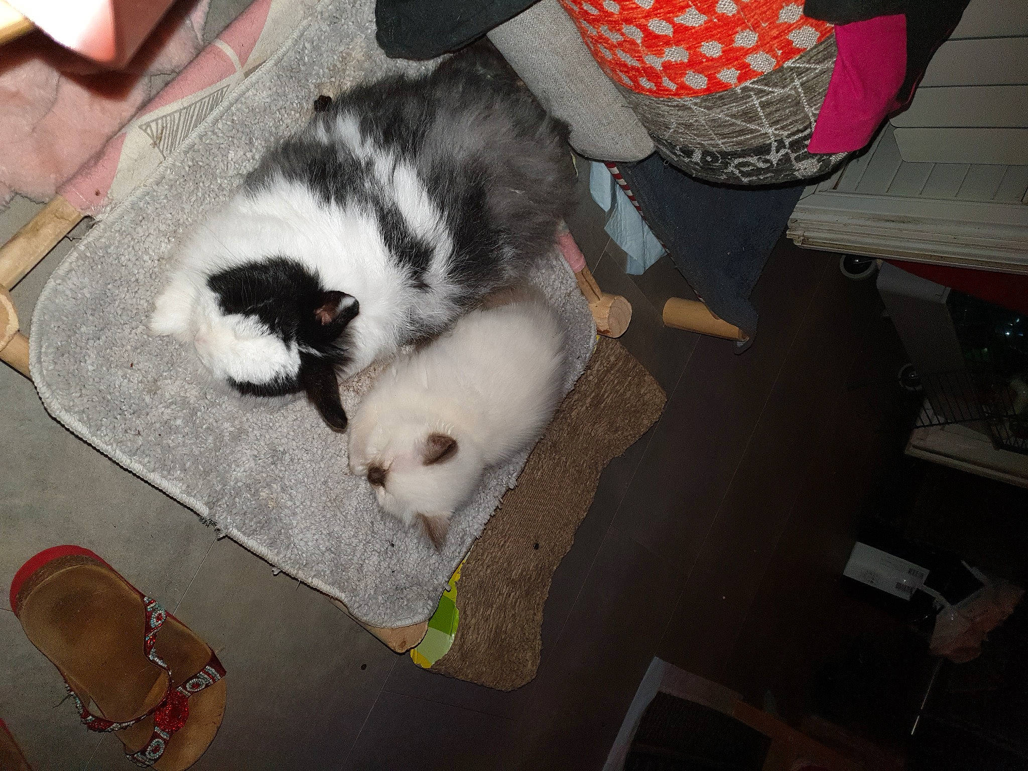 Lupin a rejoint le concours — aidez-le/la à gagner de superbes lots ! carnivore, cat, european_shorthair, felidae, fur, kitten, paw, small_to_medium_sized_cats, whiskers