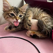 Sprinkes joined the competition — help win amazing prizes! kitten, cat, tongue_out, tabby, fluffy, ears, pink_surface, paws, indoor, resting, close_up, playful, cute, pet, young_cat, feline, home, tablet_cover, fur, whiskers