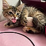 kitten, cat, tongue_out, tabby, fluffy, ears, pink_surface, paws, indoor, resting, close_up, playful, cute, pet, young_cat, feline, home, tablet_cover, fur, whiskers
