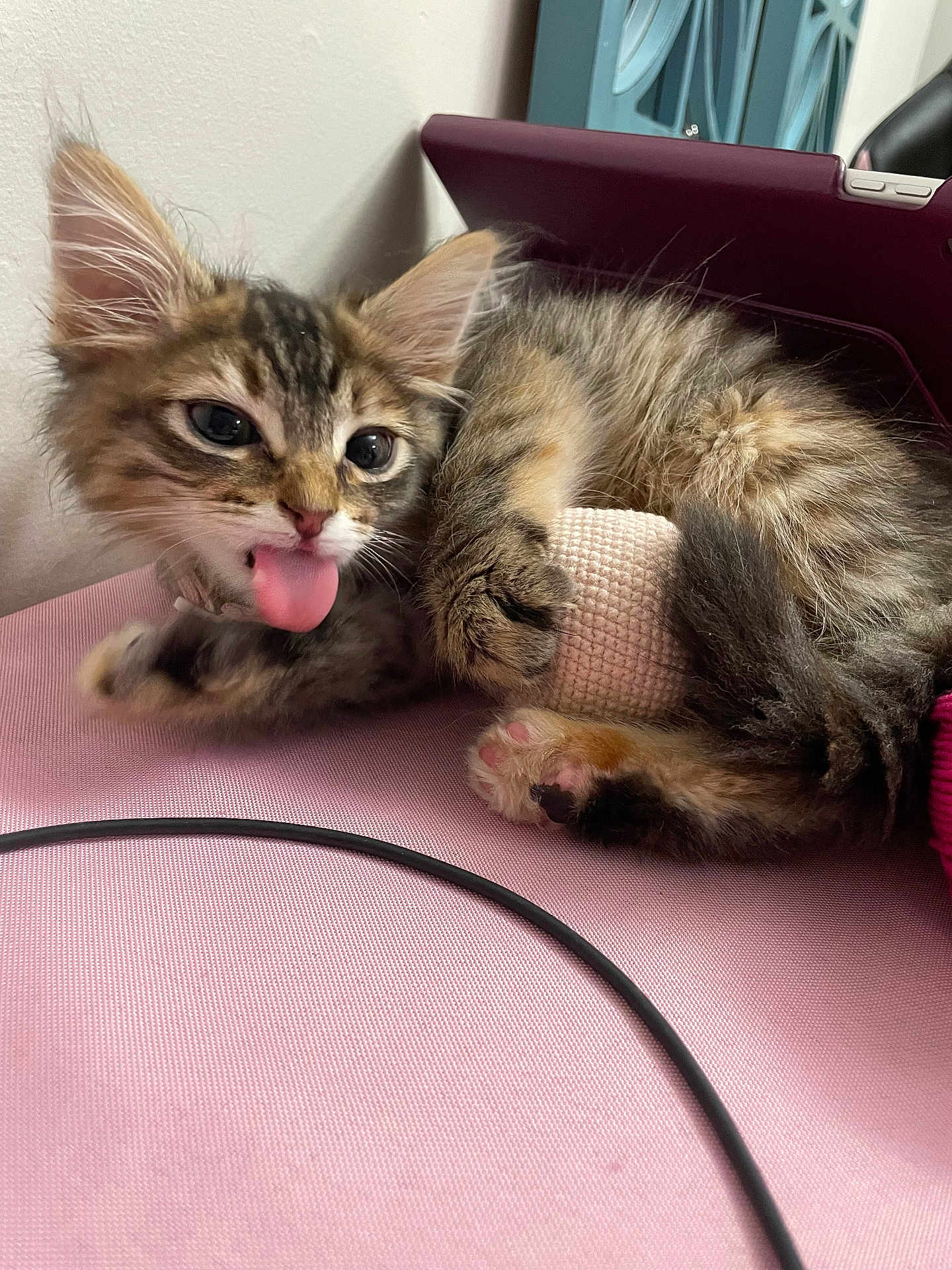 Sprinkes joined the competition — help win amazing prizes! kitten, cat, tongue_out, tabby, fluffy, ears, pink_surface, paws, indoor, resting, close_up, playful, cute, pet, young_cat, feline, home, tablet_cover, fur, whiskers