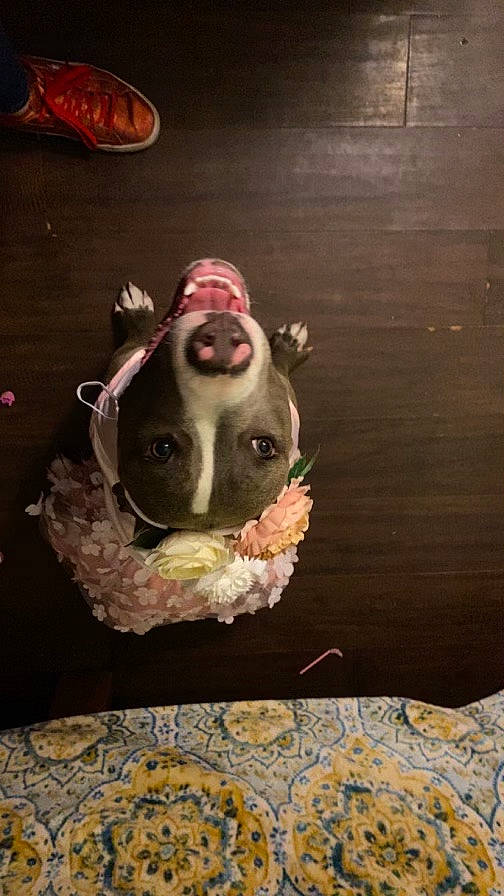 Stella joined the competition — help win amazing prizes! art, darkness, fawn, flooring, fur, hardwood, illustration, linens, paint, painting, room, snout, still_life, still_life_photography, terrestrial_animal, toy, visual_arts, window, wood, working_animal