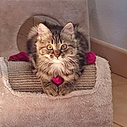 Luna participe au concours pour gagner de l'argent avec cette photo : cat, kitten, tabby, fur, pet, animal, scratcher, toy, heart, cozy, indoor, floor, curious, cute, feline, whiskers, ears, paws, resting, home