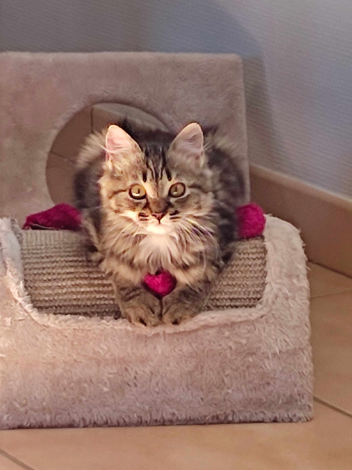 Luna participe au concours pour gagner de l'argent avec cette photo : cat, kitten, tabby, fur, pet, animal, scratcher, toy, heart, cozy, indoor, floor, curious, cute, feline, whiskers, ears, paws, resting, home