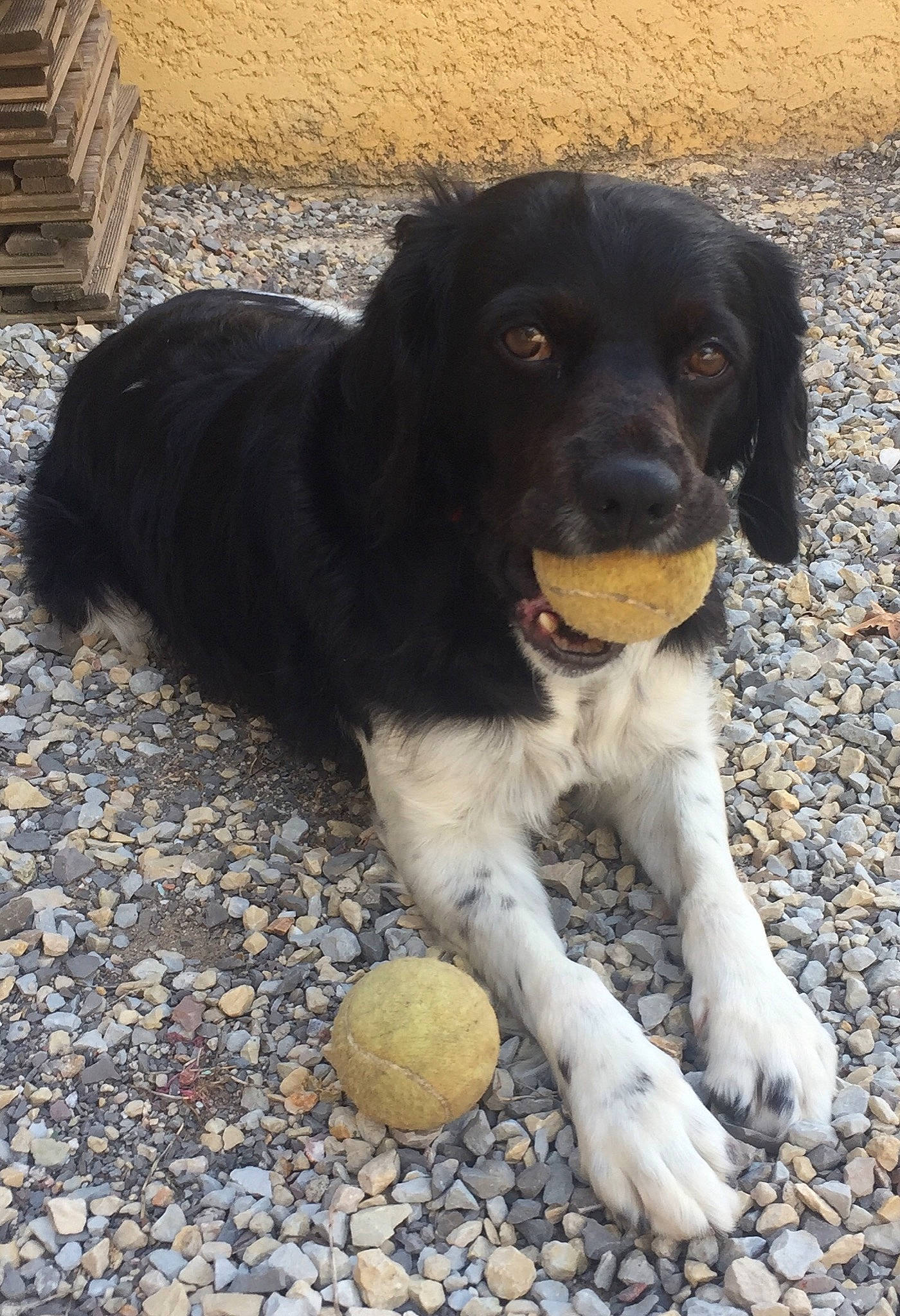 Junior participe au concours pour gagner de l'argent avec cette photo : ball, bored, canidae, carnivore, companion_dog, dog, dog_breed, fur, hunting_dog, paw, road_surface, snout, soil, sporting_group, terrestrial_animal, working_animal, working_dog