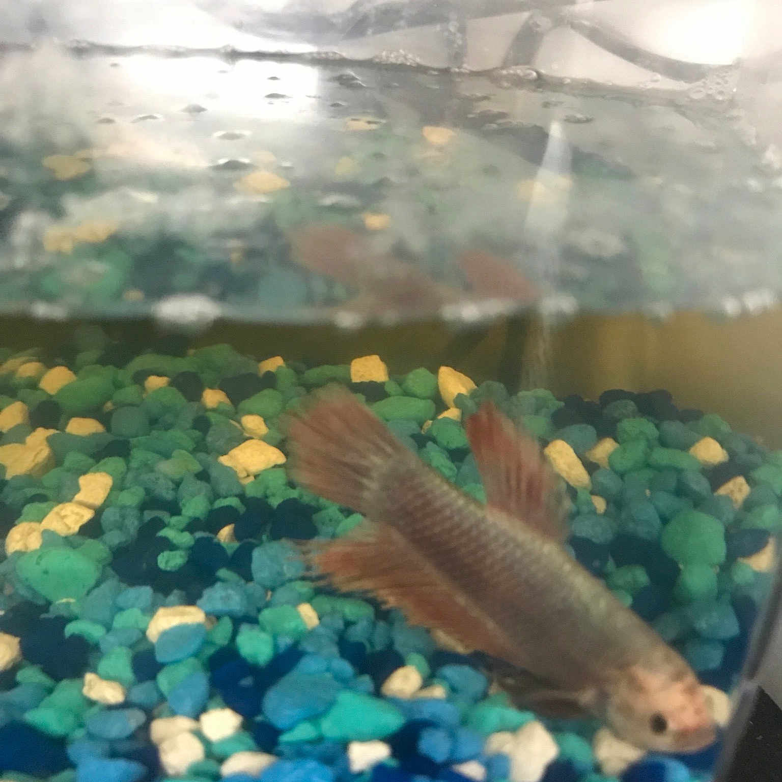 Eagle joined the competition — help win amazing prizes! amphibian, aquarium, aquatic_plant, feeder_fish, fish, freshwater_aquarium, organism, plant, tail, water