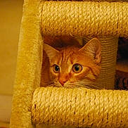 Kitty participe au concours pour gagner de l'argent avec cette photo :