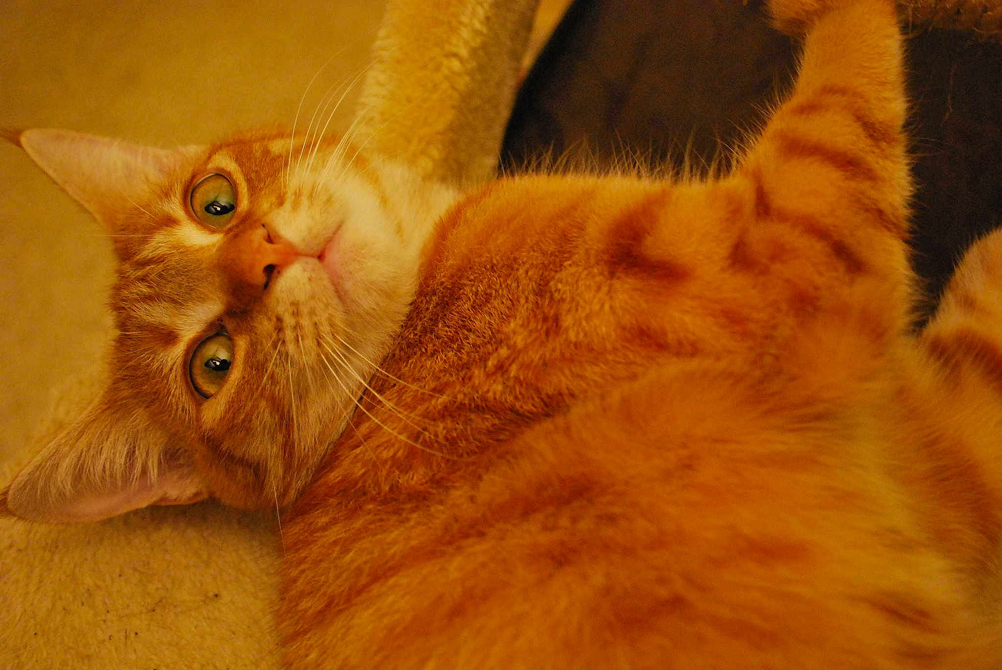 Kitty