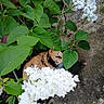 Peluche participe au concours pour gagner de l'argent avec cette photo : animal, background, bush, camouflage, cat, closeup, curious, flora, foliage, garden, green_leaves, hidden, leaf, nature, outdoor, pet, plant, spring, white_flowers, wildlife