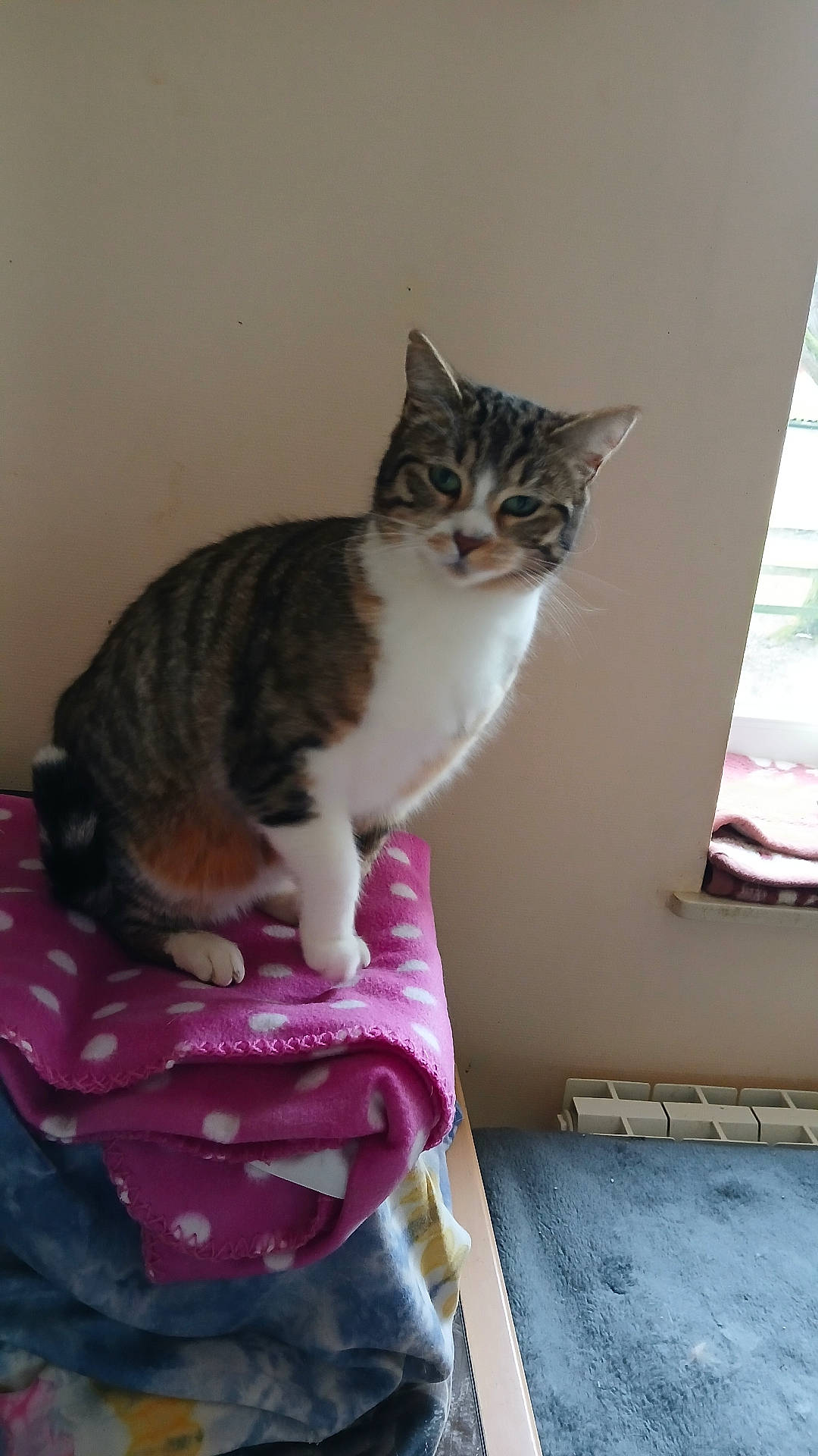 abyssinian, animal, bed, blanket, cat, computer, couch, electronics, furniture, homedecor, kitten, laptop, laundry, linen, manx, pc, pet, siamese, towel, wood