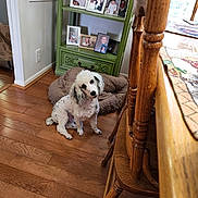 Brudy is registered to the contest to win money with this photo: dog, white_dog, black_spots, wooden_floor, dog_bed, green_shelf, framed_photos, family_photos, wooden_chairs, wooden_table, indoor, pet, curious, head_tilt, cozy, home_interior, flooring, furniture, portrait, animal