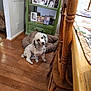 dog, white_dog, black_spots, wooden_floor, dog_bed, green_shelf, framed_photos, family_photos, wooden_chairs, wooden_table, indoor, pet, curious, head_tilt, cozy, home_interior, flooring, furniture, portrait, animal