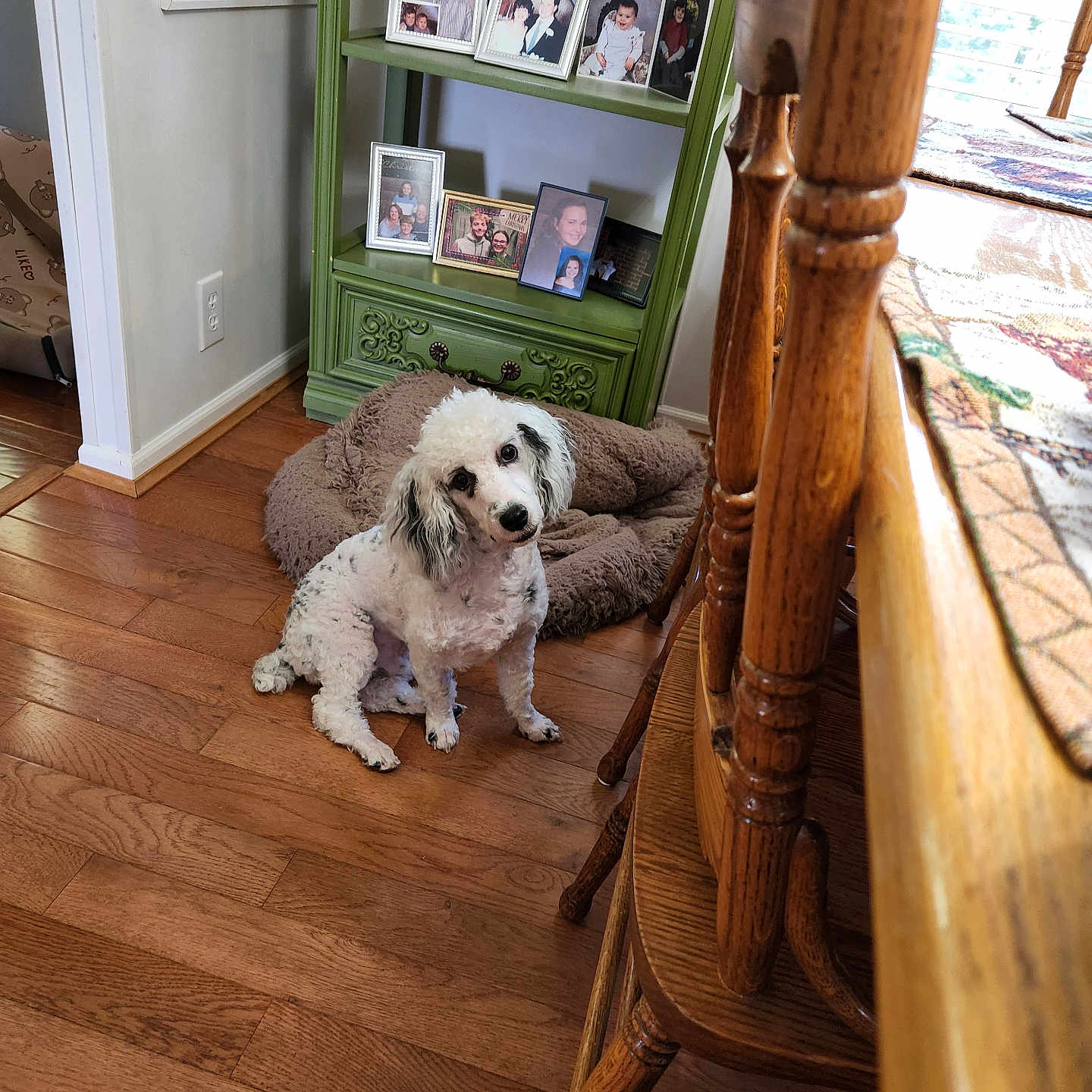 Brudy is registered to the contest to win money with this photo: animal, black_spots, cozy, curious, dog, dog_bed, family_photos, flooring, framed_photos, furniture, green_shelf, head_tilt, home_interior, indoor, pet, portrait, white_dog, wooden_chairs, wooden_floor, wooden_table
