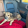 animal, back_seat, blanket, brown_fur, canine, car_door, car_interior, comfort, daylight, dog, domestic_animal, leisure, looking_away, pet, red_blanket, relaxed, resting, seatbelt, vehicle, window
