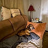 blanket, brown, comfort, couch, cozy, curtains, decor, dog, flowers, furniture, home, indoor, lamp, living_room, pet, pillow, relaxing, sleeping, table, wall
