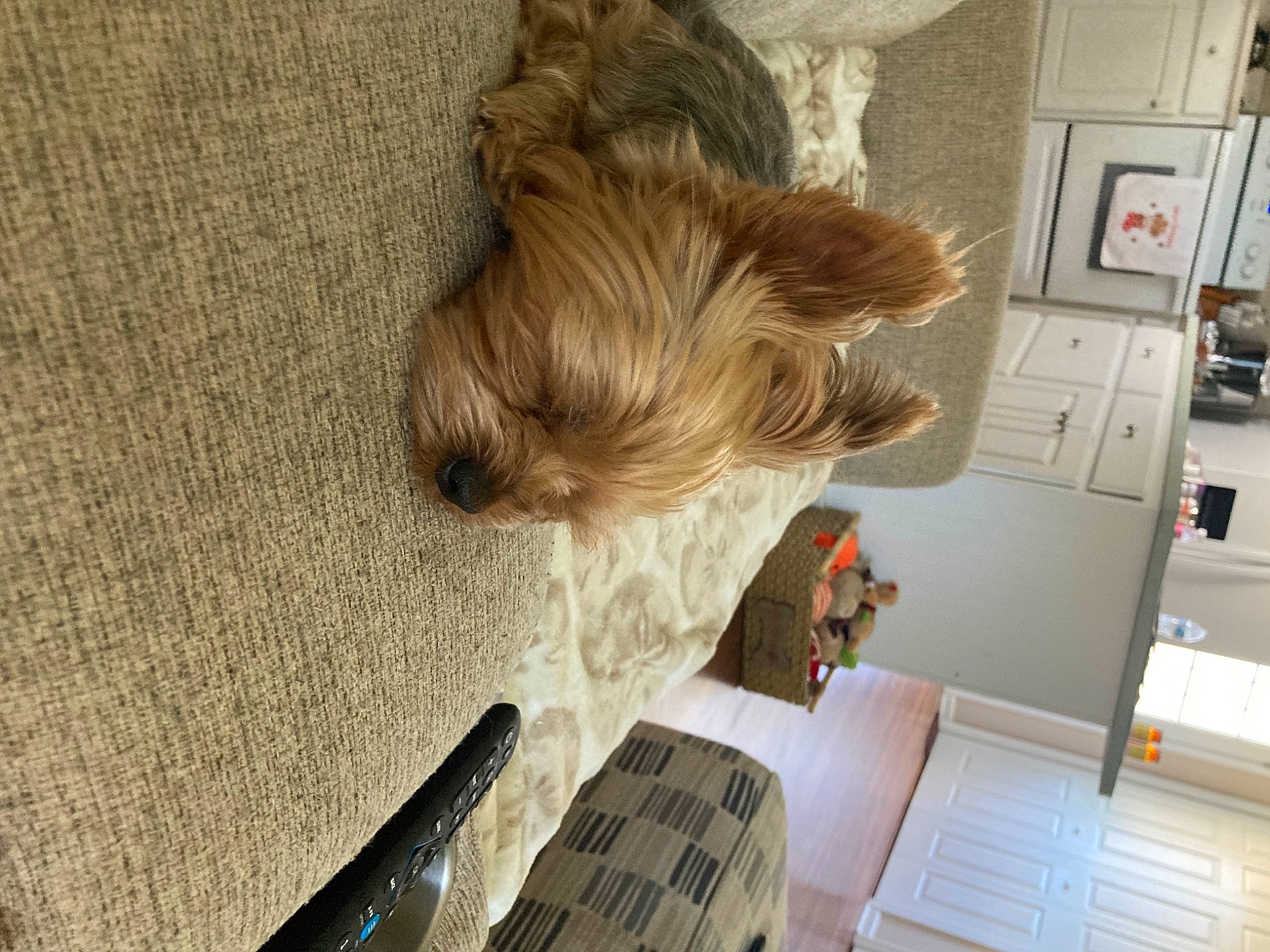 Kirby joined the competition — help win amazing prizes! cabinetry, carnivore, companion_dog, dog, dog_breed, dog_supply, drawer, fawn, flooring, fur, hardwood, kitchen_appliance, liver, refrigerator, snout, sporting_group, tail, toy_dog, tree, wood