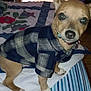 Zorba is registered to the contest to win money with this photo: animal, bed, brown_dog, canine, clothing, collar, curious, cute, dog, domestic_animal, ears, eyes, furniture, indoors, pet, plaid_shirt, portrait, quilt, small_dog, young_dog