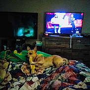 Zorba joined the competition — help win amazing prizes! bed, blanket, bone, casual, chewing, couch, dark, digital_clock, dog, furniture, indoor, patchwork, person, pet, quilt, relaxing, room, sleeping_area, television, wooden_furniture