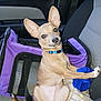 animal, blanket, blue_collar, car_seat, companion, curious, cute, dog, ears, indoor, pet, pet_carrier, purple, resting, seatbelt, small_dog, smile, tan_dog, travel, vehicle