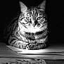 Souki a rejoint le concours — aidez-le/la à gagner de superbes lots ! cat, tabby, animal, pet, feline, black_and_white, papers, stack, table, indoor, portrait, whiskers, ears, face, fur, relaxing, closeup, shadow, lighting, still_life