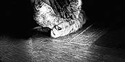 Souki a rejoint le concours — aidez-le/la à gagner de superbes lots ! cat, animal, black_and_white, wooden_surface, paw, fur, striped, texture, lighting, shadow, moody, close_up, pet, sleeping, quiet, still_life, indoor, dark_background, portrait, cute