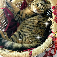 Souki participe au concours pour gagner de l'argent avec cette photo : cat, tabby, basket, ribbons, festive, cozy, feline, pet, resting, cute, indoor, fur, whiskers, green_eyes, tail, woven, holiday, decor, sparkles, relaxed