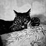 animal, black_and_white, cat, closeup, cozy, cushion, ears, feline, fur, indoor, looking, pattern, paw, pet, portrait, relaxed, resting, soft_focus, tabby, whiskers