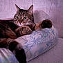 Souki a rejoint le concours — aidez-le/la à gagner de superbes lots ! animal, bed, cat, closeup, cozy, cute, feline, fur, indoor, paw, pet, pillow, relaxing, resting, sleepy, soft_light, striped, tabby, tail, whiskers