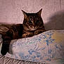 Souki participe au concours pour gagner de l'argent avec cette photo : animal, bed, cat, cozy, curious, cute, domestic, feline, floral_pattern, fur, home, indoor, pet, pillow, relaxed, resting, sleepy, soft_lighting, tabby, whiskers