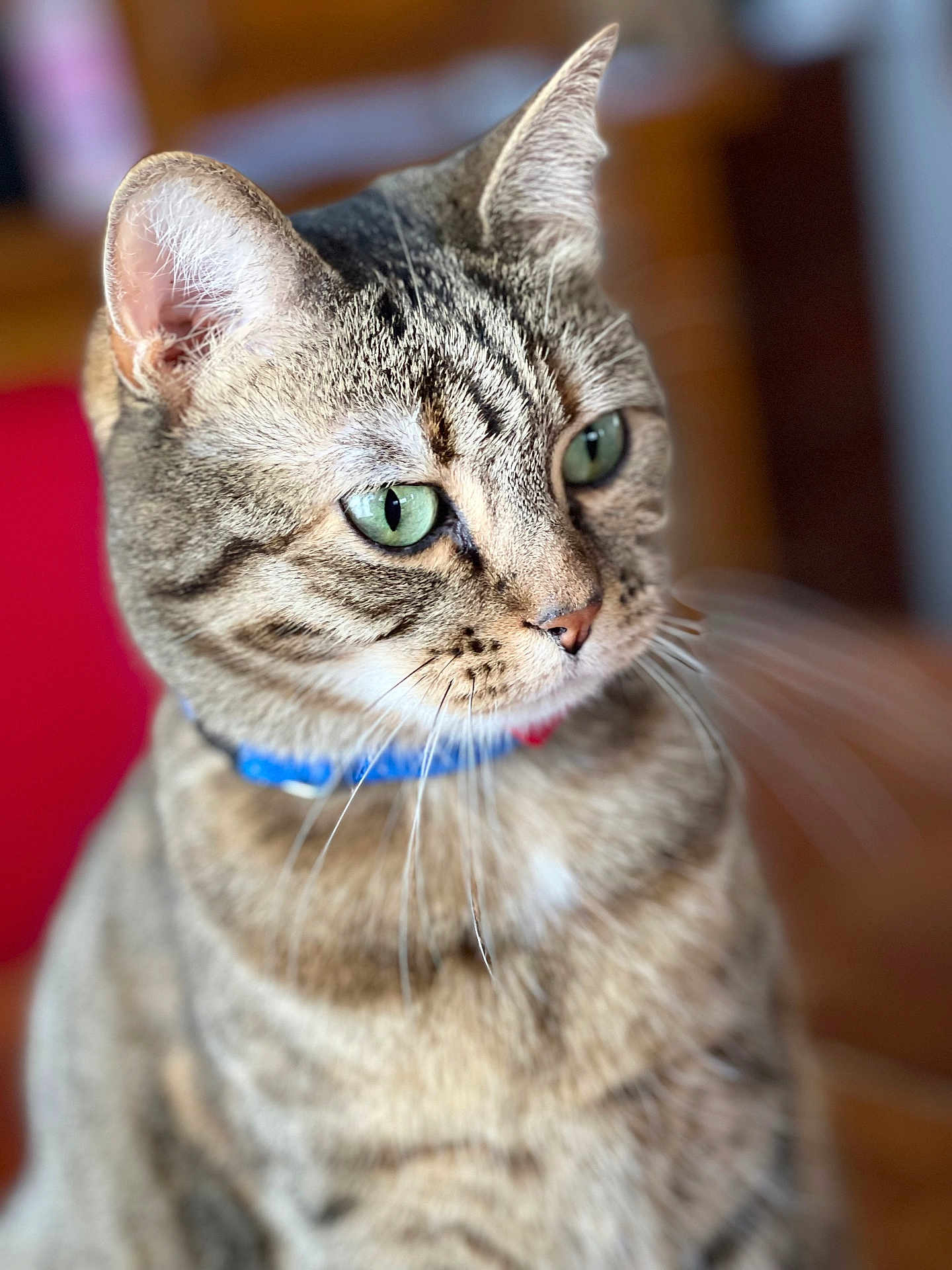 Souki a rejoint le concours — aidez-le/la à gagner de superbes lots ! cat, tabby_cat, close_up, green_eyes, collar, indoor, pet, feline, whiskers, fur, portrait, animal, domestic_cat, looking_away, soft_background, focused, ears, nose, cute, alert