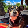 animal, backyard, blue_sky, canine, clouds, daytime, dog, ears, fur, greenery, mammal, nose, outdoor, pet, porch, relaxed, sitting, snout, sunlight, towel