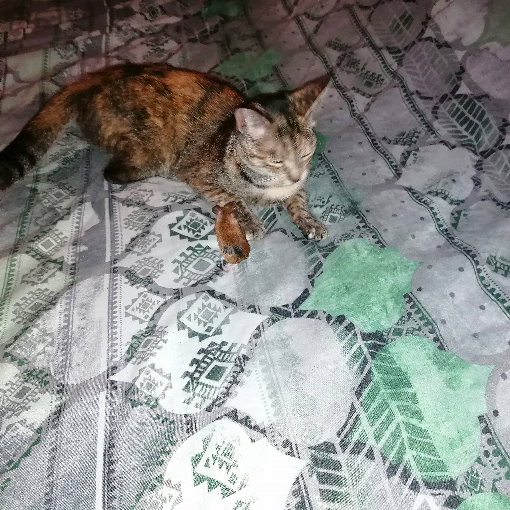 Tempête participe au concours pour gagner de l'argent avec cette photo : carnivore, cat, claw, comfort, doily, domestic_short_haired_cat, fawn, felidae, flooring, fur, grey, linens, pattern, room, small_to_medium_sized_cats, tablecloth, tail, terrestrial_animal, textile, whiskers